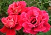 Kronenberg Rose